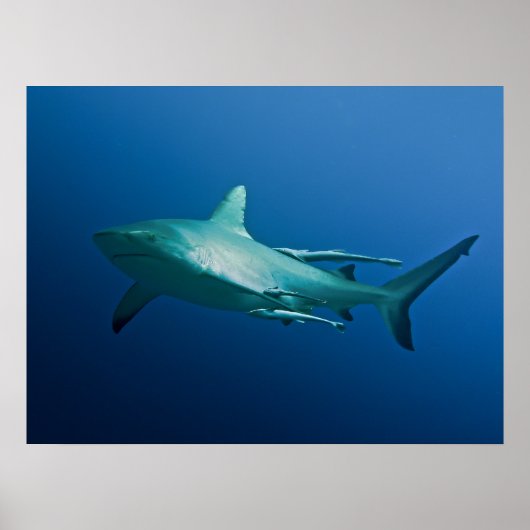 Poster cool Reef Shark (Devant)