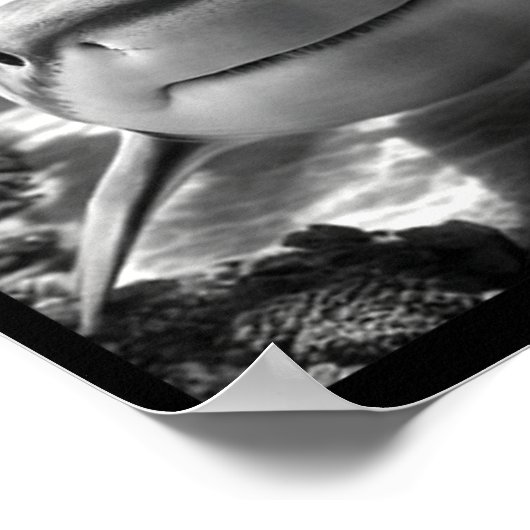 Poster Cool Shark Animal Selfie  (Coin)