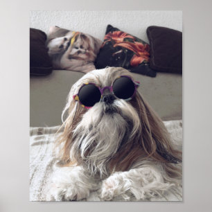Poster Cool Shih Tzu cheveux longs Lunettes de soleil vin