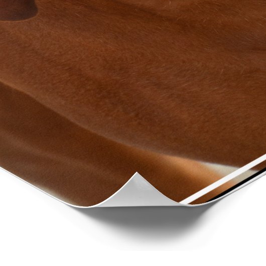 Poster Coonhound (Coin)