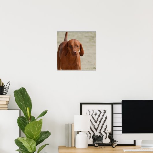 Poster Coonhound (Bureau à domicile)