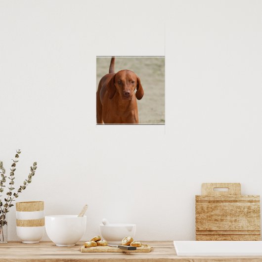 Poster Coonhound (Cuisine)
