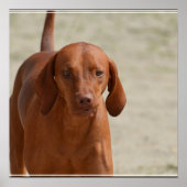 Poster Coonhound (Devant)