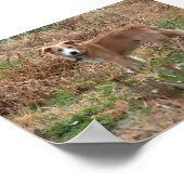 Poster Cooper (Coin)