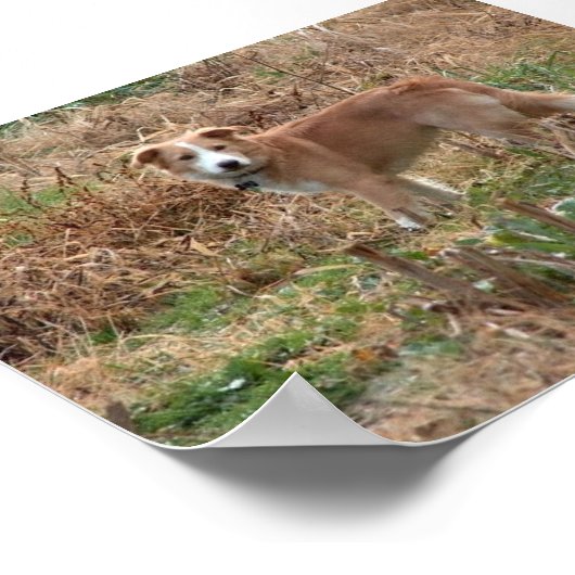 Poster Cooper (Coin)