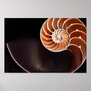 Poster - Cooper Fibonacci Sequence Shell