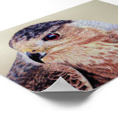 Poster Coopers Hawk (Coin)