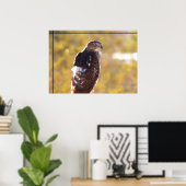 Poster Cooper's Hawk (Bureau à domicile)