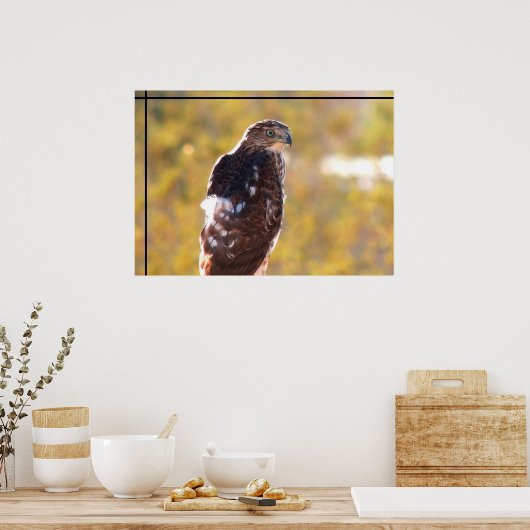 Poster Cooper's Hawk (Cuisine)