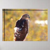 Poster Cooper's Hawk (Devant)