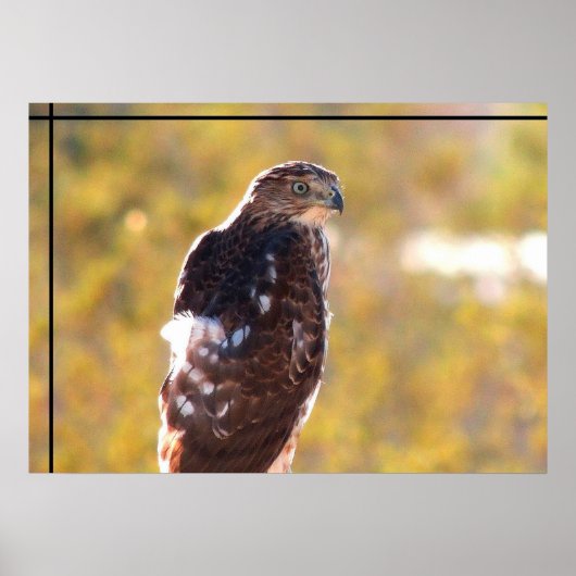 Poster Cooper's Hawk (Devant)