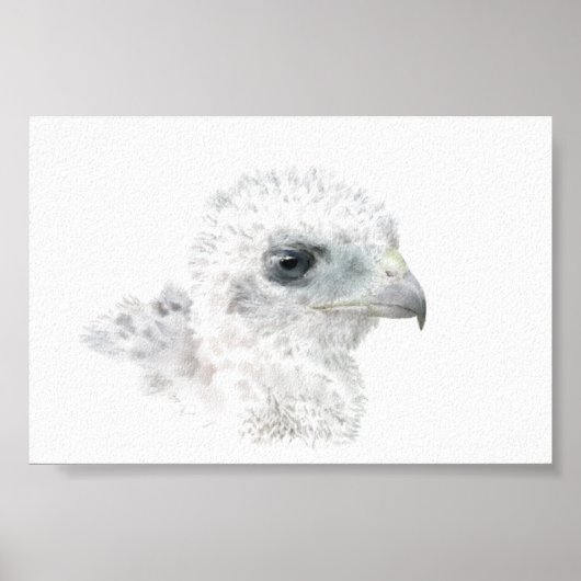 Poster Coopers Hawk Chick (Devant)