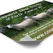 Poster Coopworth Sheep (Coin)