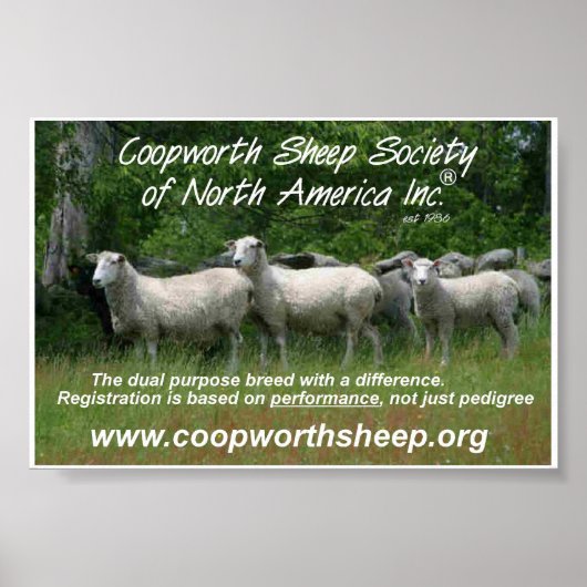 Poster Coopworth Sheep (Devant)
