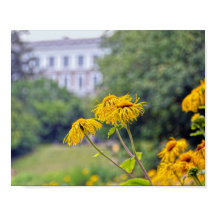 Copenhague, Danemark, Tournesols