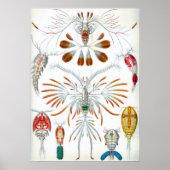 Poster Copépodes d'océan vintage par Ernst Haeckel (Devant)
