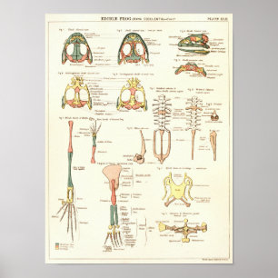 Poster Copie 1881 d'anatomie de biologie de grenouille de