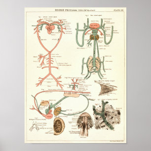 Poster Copie 1881 d'anatomie de biologie de grenouille de