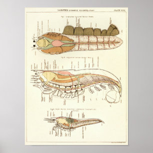 Poster Copie 1881 d'anatomie de biologie de homard de cru