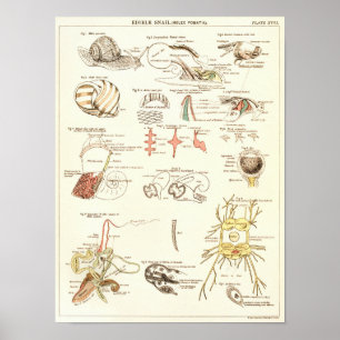 Poster Copie 1881 d'anatomie de biologie d'escargot de