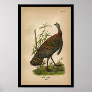 Poster Copie 1890 d'oiseau Turquie sauvage