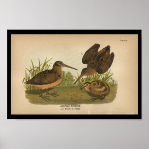 Poster Copie 1890 d'oiseau Woodcock américain