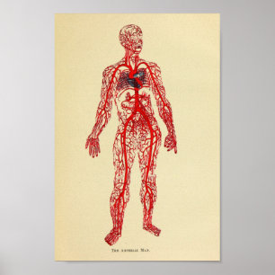 Poster Copie 1920 d'art d'anatomie d'artère de cru