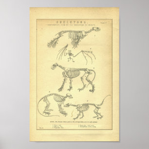 Poster Copie animale vintage de squelettes
