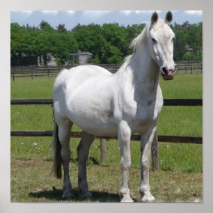Poster Copie arabe blanche de cheval