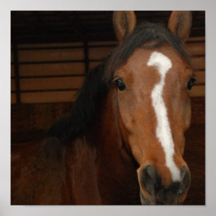 Poster Copie Arabe de cheval