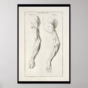 Poster Copie artistique d'art de 1691 d'anatomie muscles