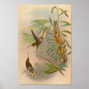 Poster Copie Blanc-coupée la queue de colibri du cru 1861