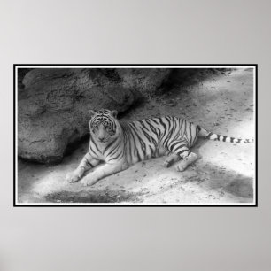Poster Copie blanche de tigre de Bengale en noir et blanc