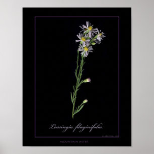 Poster Copie botanique d'art d'aster de montagne