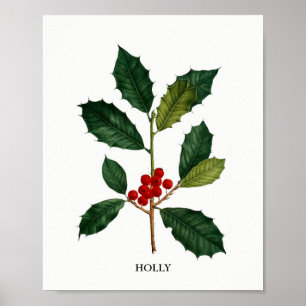 Poster Copie botanique de houx