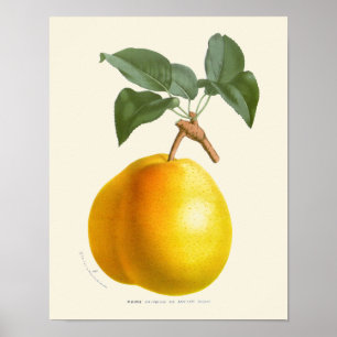 Poster Copie botanique de poire jaune vintage