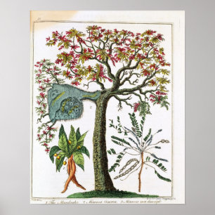 Poster Copie botanique de XVIIIème siècle