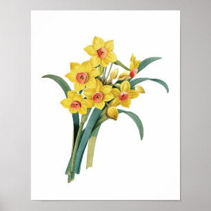 Poster Copie botanique des JONQUILLES originales par
