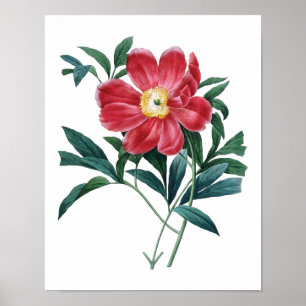 Poster Copie botanique d'original de PIVOINE par Redoute
