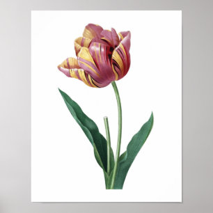 Poster Copie botanique d'original de TULIPE par Redoute
