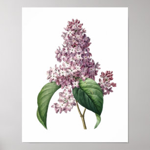 Poster Copie botanique d'original LILAS par Redoute