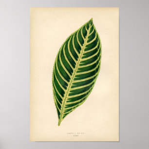 Poster Copie botanique - feuille tropicale