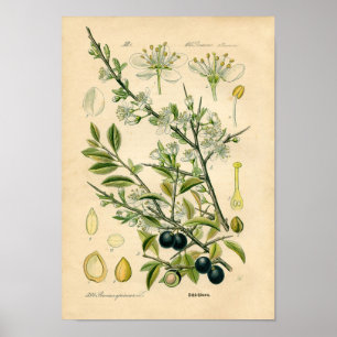 Poster Copie botanique - prunellier (spinosa de Prunus)
