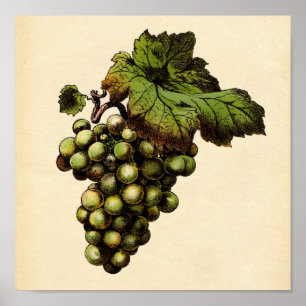 Poster Copie botanique - raisin blanc