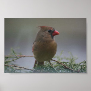 Poster Copie cardinale femelle de photographie d'oiseau
