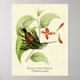 Poster Copie couverte de suie d'art de colibri d'ermite