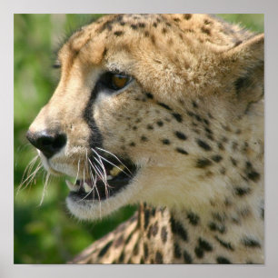 Poster Copie d'affiche d'attaque de guépard