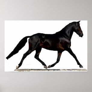 Poster Copie d'affiche de cheval de dressage de Westfalen