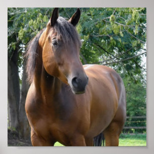 Poster Copie d'affiche de cheval de pur sang de baie