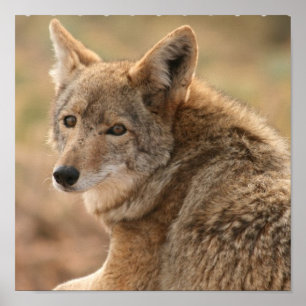 Poster Copie d'affiche de coyote